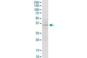 Western Blotting (WB) image for anti-Coagulation Factor III (thromboplastin, Tissue Factor) (F3) (AA 45-154) antibody (ABIN560823)