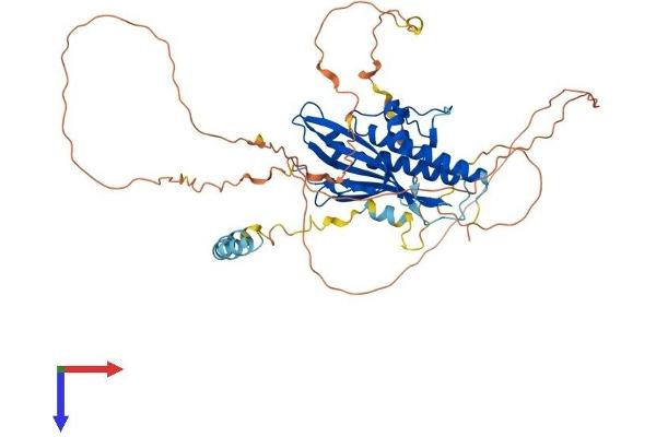 ATG13 Protein (AA 1-517) (His tag)