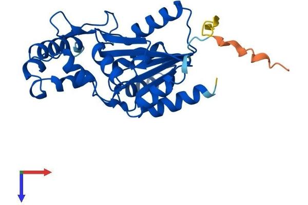 PHOSPHO1 Protein (AA 1-267) (His tag)