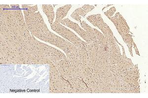 Immunohistochemical analysis of paraffin-embedded rat heart tissue.