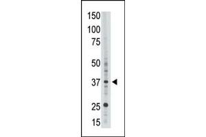 EPR1 Antikörper  (C-Term)