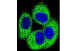 Immunofluorescence (IF) image for anti-Testis Specific Serine Kinase 4 (TSSK4) antibody (ABIN2996104) (TSSK4 Antikörper)