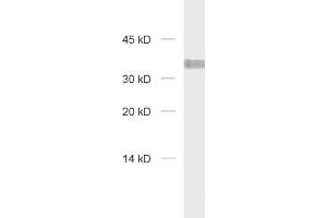 dilution: 1 : 1000, sample: HELA Lysate (Syntaxin 7 Antikörper  (Cytoplasmic Domain))