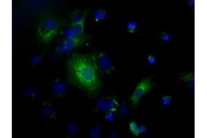 Anti-C17orf28 mouse monoclonal antibody (ABIN2452864) immunofluorescent staining of COS7 cells transiently transfected by pCMV6-ENTRY C17orf28 (RC206740). (HID1/DMC1 Antikörper)