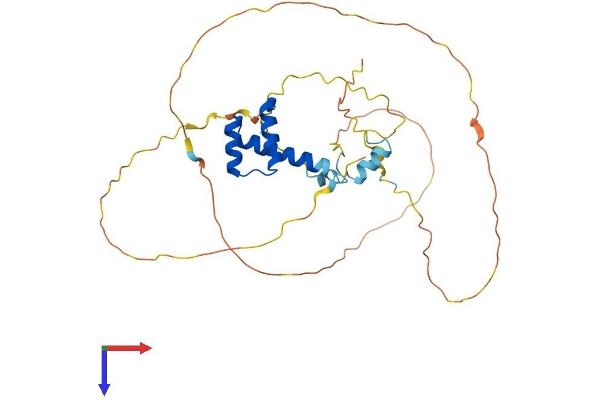 EN2 Protein (AA 1-333) (His tag)