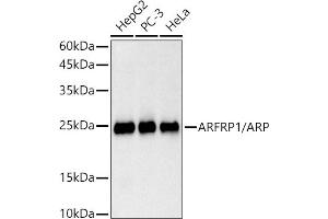 Western blot analysis of extracts of various cell lines, using /ARP antibody (ABIN7265490) at 1:1000 dilution. (ARFRP1 Antikörper)