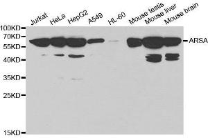 Western blot analysis of extracts of various cell lines, using ARSA antibody. (Arylsulfatase A Antikörper  (AA 210-509))