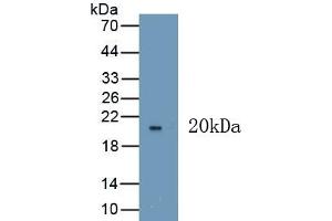 Detection of Recombinant VEGF165, Human using Polyclonal Antibody to Vascular Endothelial Growth Factor 165 (VEGF165) (VEGF 165 (AA 28-191) Antikörper)