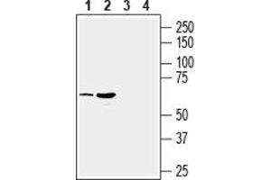 Western blot analysis of mouse (lanes 1 and 3) and rat (lanes 2 and 4) brain membranes: - 1,2. (SLC17A9 Antikörper  (Intracellular, Loop 2))