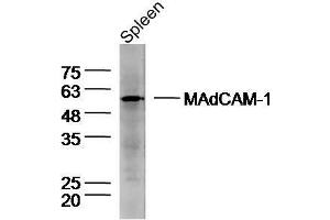 Mouse spleen lysates probed with Rabbit Anti-MAdCAM-1 Polyclonal Antibody, Unconjugated  at 1:300 overnight at 4˚C. (MADCAM1 Antikörper  (AA 151-250))