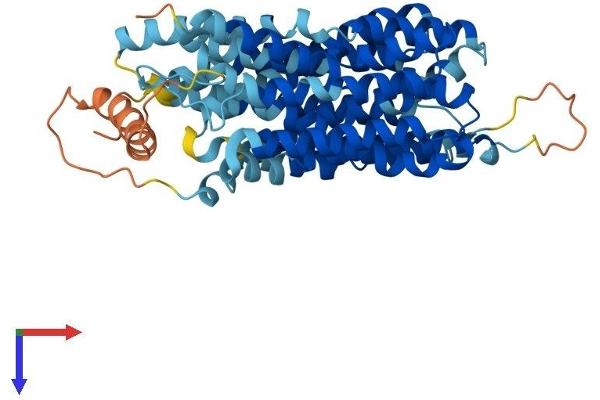 SLC43A3 Protein (AA 1-491) (His tag)