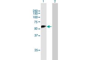 Western Blot analysis of TRIM22 expression in transfected 293T cell line by TRIM22 MaxPab polyclonal antibody. (TRIM22 Antikörper  (AA 1-498))
