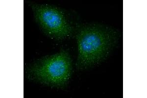 Immunofluorescent analysis of 4 % paraformaldehyde-fixed, 0.