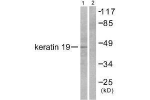 Western Blotting (WB) image for anti-Keratin 19 (KRT19) (Internal Region) antibody (ABIN1848634) (Cytokeratin 19 Antikörper  (Internal Region))