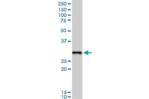 RPA2 MaxPab polyclonal antibody.