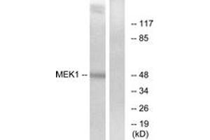 Western Blotting (WB) image for anti-MEK1 + MEK2 (MEK1 + MEK2) (AA 193-242) antibody (ABIN2889025) (MEK1 + MEK2 Antikörper  (AA 193-242))