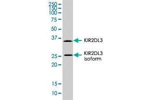 KIR2DL3 monoclonal antibody, clone 190IIC311. (KIR2DL3 Antikörper  (AA 19-161))