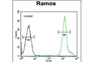 NIL1 Antibody (C-term) (ABIN655299 and ABIN2844886) flow cytometric analysis of Ramos cells (right histogram) comred to a negative control cell (left histogram). (NIPAL1 Antikörper  (C-Term))