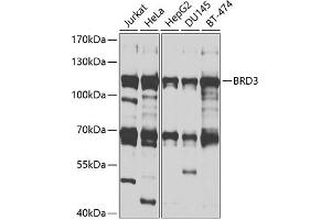 Western blot analysis of extracts of various cell lines, using BRD3 antibody (ABIN1678901, ABIN3015924, ABIN3015926 and ABIN6219475) at 1:1000 dilution. (BRD3 Antikörper  (AA 150-305))