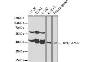 Western blot analysis of extracts of various cell lines, using EBP1/PG4 antibody  at 1:1000 dilution. (PA2G4 Antikörper  (AA 1-394))