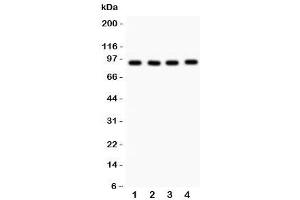 Western blot testing of VCP antibody and 1.