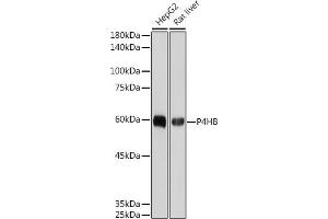 Western blot analysis of extracts of various cell lines, using P4HB antibody (ABIN7269560) at 1:1000 dilution. (P4HB Antikörper)