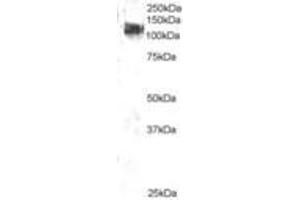 Image no. 1 for anti-Cas-Br-M (Murine) Ecotropic Retroviral Transforming Sequence (CBL) (AA 893-906) antibody (ABIN292894) (CBL Antikörper  (AA 893-906))