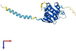 PLD6 Protein (AA 1-221) (His tag)