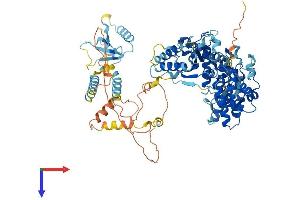 AFG3L2 Protein (AA 1-797) (His tag)