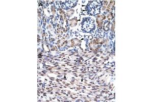 Immunohistochemical staining (Formalin-fixed paraffin-embedded sections) of human kidney (A) and human heart (B) with GFI1B polyclonal antibody  at 4-8 ug/mL working concentration. (GFI1B Antikörper  (N-Term))