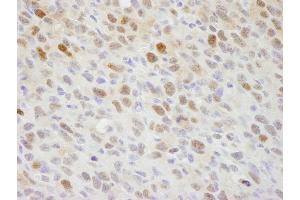 anti-Importin Subunit alpha-1 (KPNA2) (C-Term) antibody