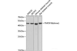 Western blot analysis of extracts of various cell lines using GITR Ligand/TNFSF18 Polyclonal Antibody at dilution of 1:1000. (TNFSF18 Antikörper)