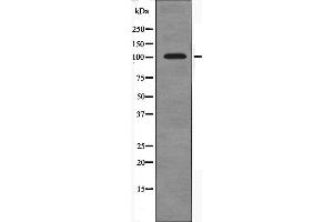 Western blot analysis of extracts from HT-29 cells using PSMD2 antibody. (PSMD2 Antikörper  (Internal Region))