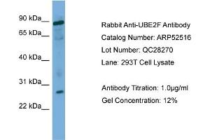 WB Suggested Anti-UBE2F  Antibody Titration: 0.