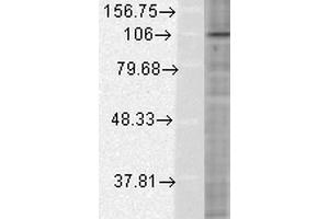 Western Blot analysis of Human HeLa cell lysates showing detection of HIF1 alpha protein using Mouse Anti-HIF1 alpha Monoclonal Antibody, Clone ESEE122 . (HIF1A Antikörper  (AA 329-530) (Atto 488))