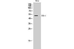 Western Blotting (WB) image for anti-ELK1, Member of ETS Oncogene Family (ELK1) (Ser334) antibody (ABIN3174922) (ELK1 Antikörper  (Ser334))