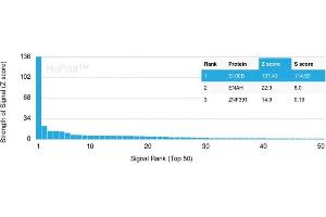 Analysis of Protein Array containing more than 19,000 full-length human proteins using S100B-Monospecific Recombinant Rabbit Monoclonal Antibody (S100B/1706R) Z- and S- Score: The Z-score represents the strength of a signal that a monoclonal antibody (Monoclonal Antibody) (in combination with a fluorescently-tagged anti-IgG secondary antibody) produces when binding to a particular protein on the HuProtTM array. (Rekombinanter S100B Antikörper)