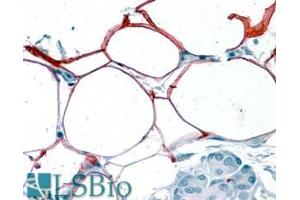 ABIN190815 (3. (PLIN4 Antikörper  (Internal Region))