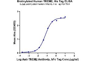 Immobilized Biotinylated Human TREM2, His Tag at 2 μg/mL (100 μL/Well) on the plate. (TREM2 Protein (His-Avi Tag,Biotin))