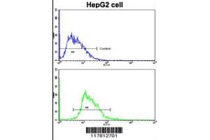 Flow cytometric analysis of HepG2 cells using ESR2 Antibody (bottom histogram) compared to a negative control cell (top histogram). (ESR2 Antikörper  (AA 369-397))