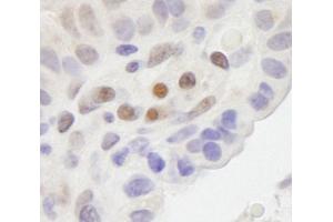 anti-Mastermind-Like 2 (MAML2) (C-Term) antibody