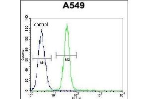 TDRD7 Antibody (C-term) (ABIN654935 and ABIN2844578) flow cytometric analysis of A549 cells (right histogram) compared to a negative control cell (left histogram). (TDRD7 Antikörper  (C-Term))