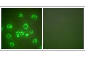 Immunofluorescence analysis of COS7 cells, using GRP75 Antibody. (HSPA9 Antikörper  (C-Term))