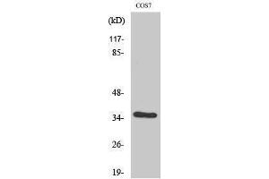 Western Blotting (WB) image for anti-C-Fos Induced Growth Factor (Vascular Endothelial Growth Factor D) (Figf) (Internal Region) antibody (ABIN3187465)