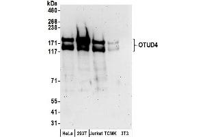 anti-OTU Domain Containing 4 (OTUD4) (AA 875-925) antibody