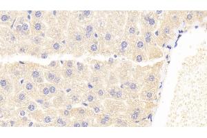 Detection of PHPT1 in Mouse Liver Tissue using Polyclonal Antibody to Phosphohistidine Phosphatase 1 (PHPT1)