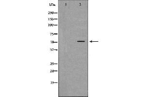 Western blot analysis of HepG2 cell lysate, using PEPD Antibody. (PEPD Antikörper  (Internal Region))