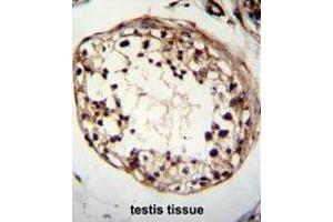 TSPYL6 Antibody (Center) immunohistochemistry analysis in formalin fixed and paraffin embedded human testis tissue followed by peroxidase conjugation of the secondary antibody and DAB staining. (TSPY-Like 6 Antikörper  (Middle Region))