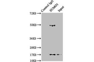Immunoprecipitating SUMO1 in 293T whole cell lysate Lane 1: Rabbit control IgG instead of ABIN7127830 in 293T whole cell lysate. (Rekombinanter SUMO1 Antikörper)