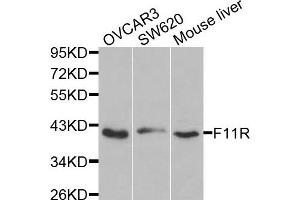 Western blot analysis of extracts of various cells, using F11R antibody. (F11R Antikörper)